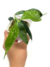 Load image into Gallery viewer, Hoya Cystiantha Splash