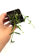 Load image into Gallery viewer, Hoya Linearis