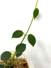 Load image into Gallery viewer, Hoya Lithophytica