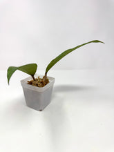 Load image into Gallery viewer, Hoya Finlaysonii ‘Philip’