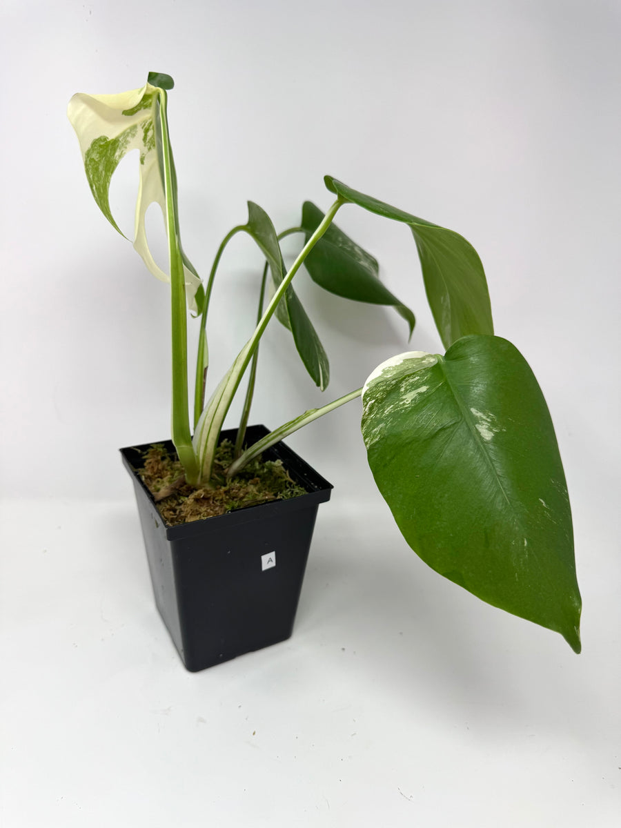 Monstera Deliciosa Albo Variegated A – Planthaven Toronto