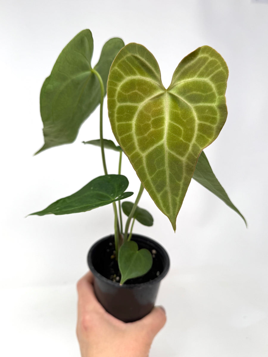 anthurium canada Anthurium Clarinervium 4” – Planthaven Toronto