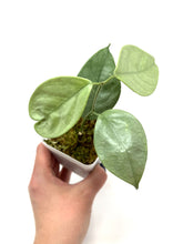 Load image into Gallery viewer, Hoya Coriacea Silver