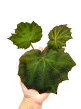 Load image into Gallery viewer, Begonia Boomer