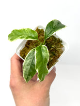 Load image into Gallery viewer, Hoya Multiflora White Margins Variegated