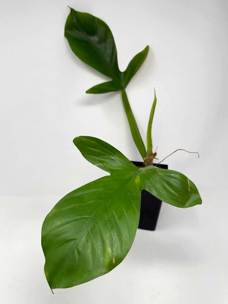 Philodendron Applanatum – Planthaven Toronto