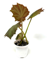 Load image into Gallery viewer, Begonia Boomer