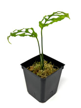 Load image into Gallery viewer, Monstera Obliqua