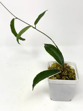 Load image into Gallery viewer, Hoya Kenejiana Albo Variegated