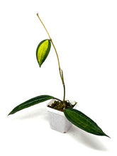 Load image into Gallery viewer, Hoya Macrophylla ‘Pot of Gold’