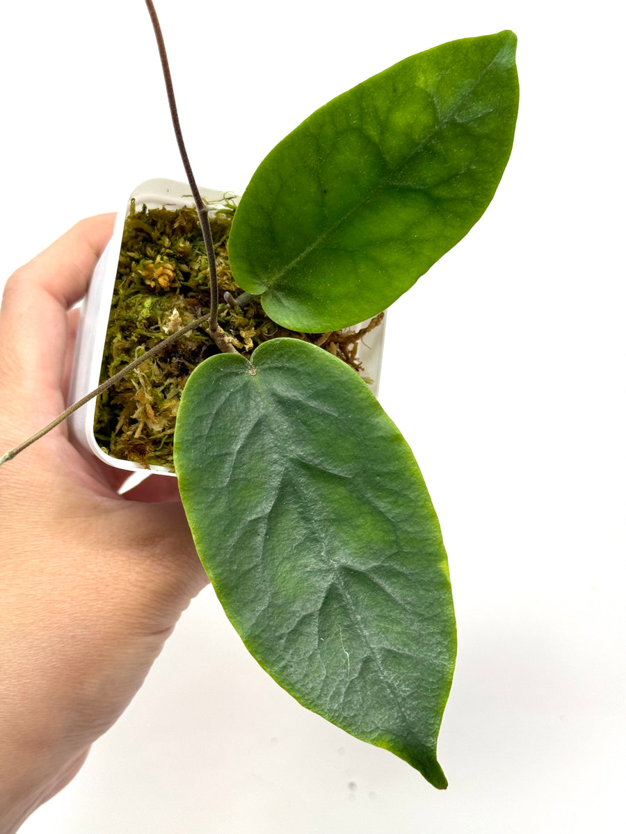 EF8A0739-8223-4E26-BDAA-