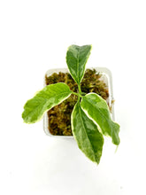 Load image into Gallery viewer, Hoya Multiflora White Margins Variegated