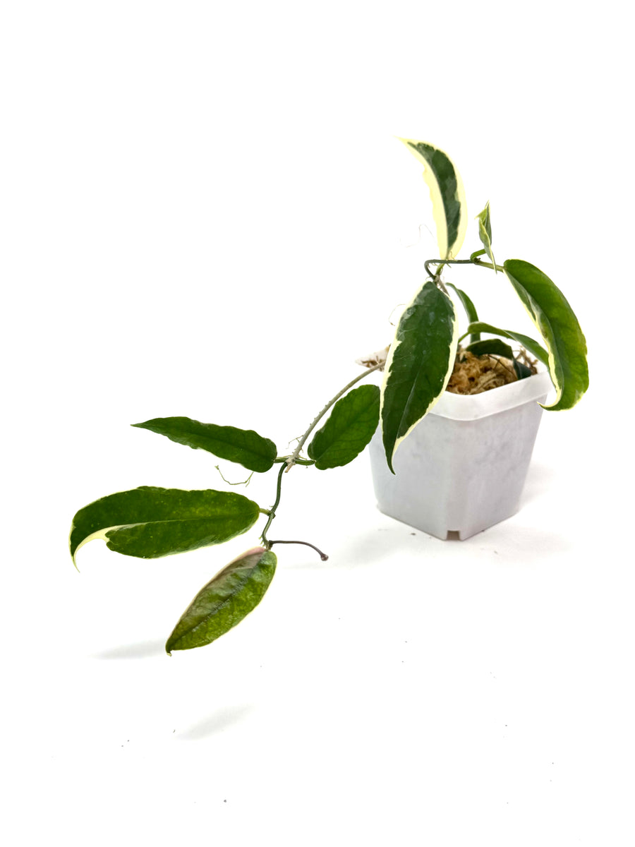 hoya archboldiana variegata Hoya Kenejiana Albo Variegated – Planthaven Toronto