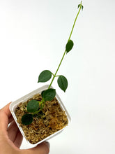 Load image into Gallery viewer, Hoya Lithophytica
