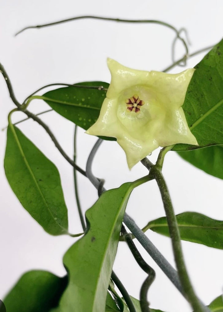 Hoya Sammannaniana – Planthaven Toronto