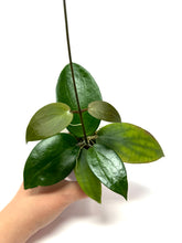 Load image into Gallery viewer, Hoya Pottsii