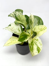 Load image into Gallery viewer, Epipremnum Aureum 'Manjula'