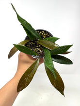 Load image into Gallery viewer, Hoya Pubicalyx
