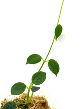 Load image into Gallery viewer, Hoya Lithophytica