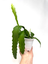 Load image into Gallery viewer, Epiphyllum ‘Orchid Cactus’ (Ships within Canada only) Pink Flower