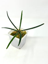 Load image into Gallery viewer, Hoya Insularis
