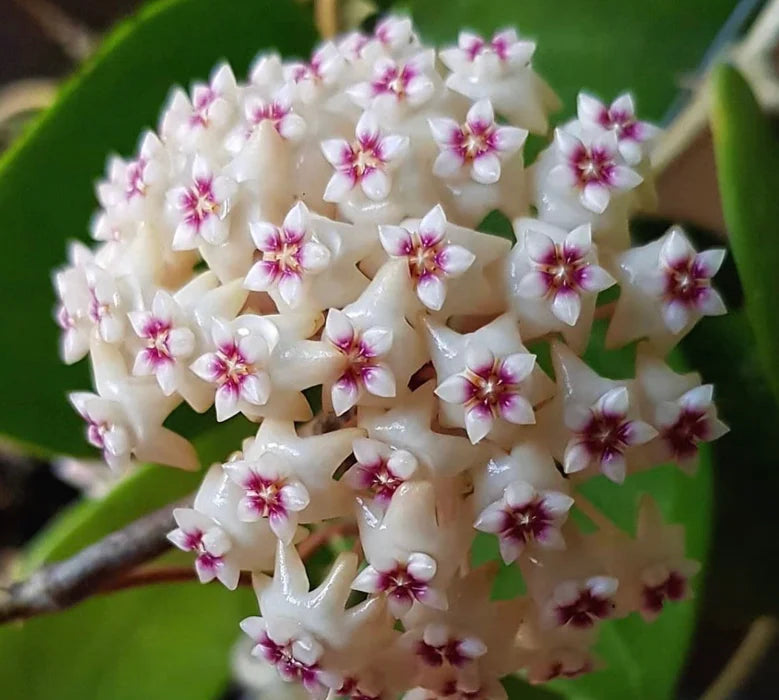 Hoya Verticillata Heart Leaf Silver – Planthaven Toronto