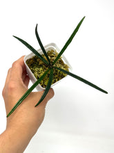 Load image into Gallery viewer, Hoya Insularis