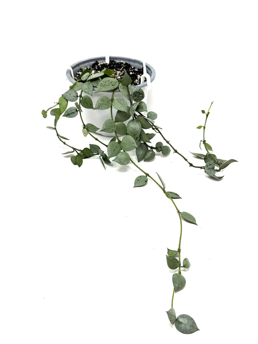 Hoya lacunosa Louisa's Silver 3.5号吊り鉢 Hoya lacunosa Louisa's