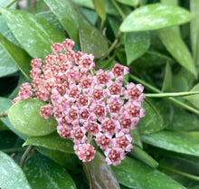 Load image into Gallery viewer, Hoya Memoria