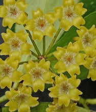 Load image into Gallery viewer, Hoya Amicabilis