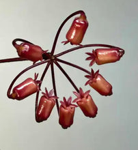 Load image into Gallery viewer, Hoya Insularis