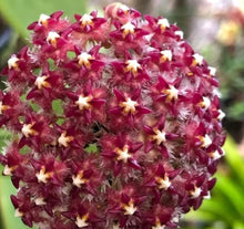 Load image into Gallery viewer, Hoya Mindorensis ‘Purple Star’