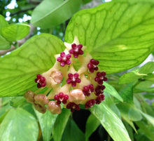 Load image into Gallery viewer, Hoya Polyneura