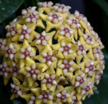 Load image into Gallery viewer, Hoya Coriacea Silver