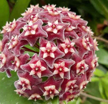 Load image into Gallery viewer, Hoya Pubicalyx