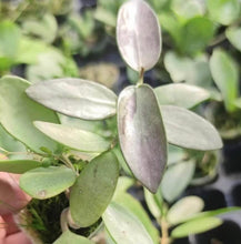 Load image into Gallery viewer, Hoya Silver Lady
