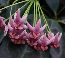 Load image into Gallery viewer, Hoya Piestolepis