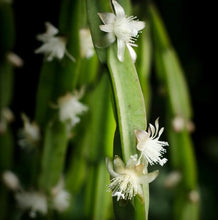 Load image into Gallery viewer, Rhipsalis Paradoxa (Ships within Canada only)