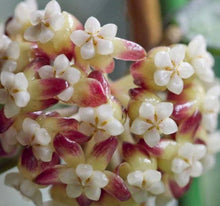 Load image into Gallery viewer, Hoya Kalimantan