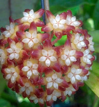 Load image into Gallery viewer, Hoya Callistophylla