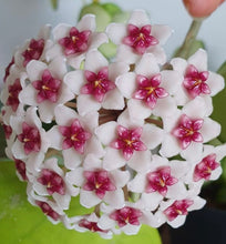 Load image into Gallery viewer, Hoya Obovata