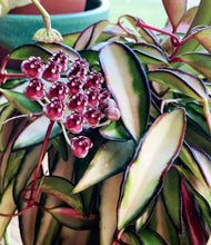 Load image into Gallery viewer, Hoya Kentiana Variegated