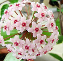 Load image into Gallery viewer, Hoya Carnosa 'Krimson Queen'