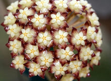 Load image into Gallery viewer, Hoya Clemensiorum