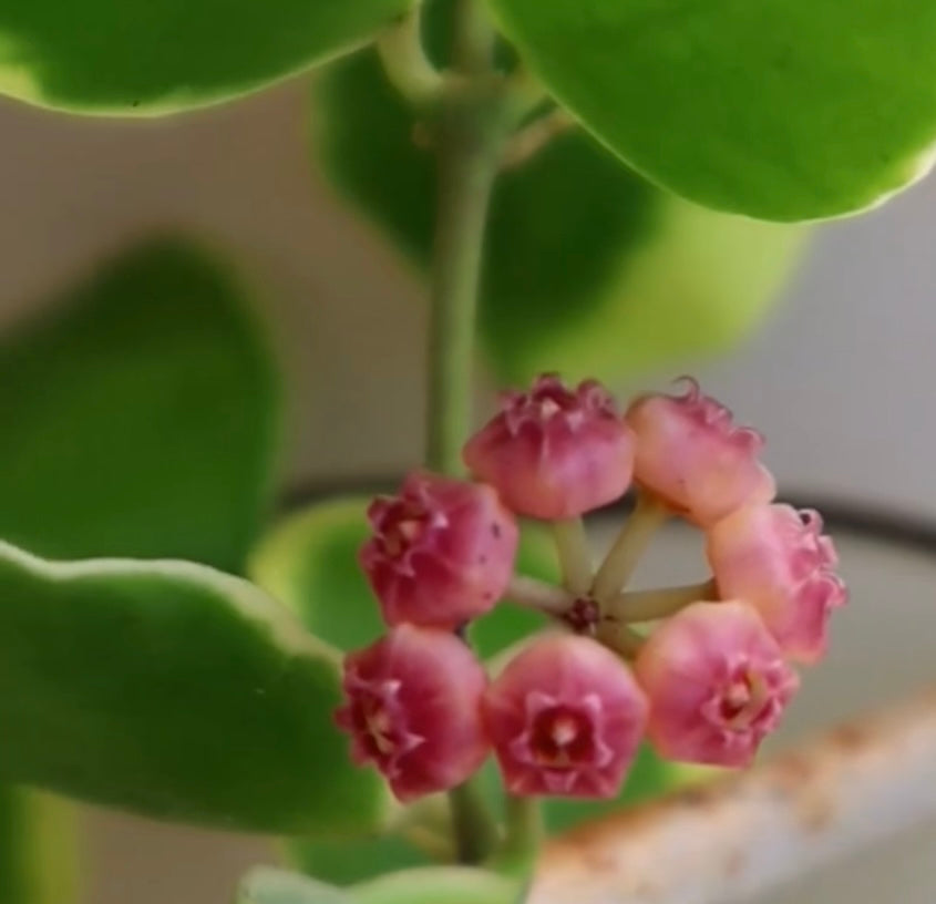 Hoya Heuschkeliana Margin Variegated – Planthaven Toronto