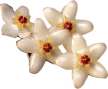 Load image into Gallery viewer, Hoya Minahasae