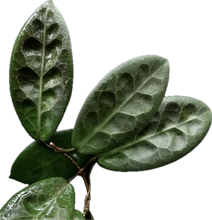 Load image into Gallery viewer, Hoya Piestolepis