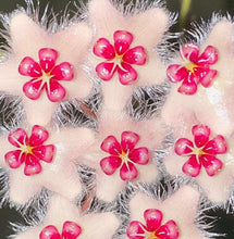 Load image into Gallery viewer, Hoya Caudata 'Sumatra'