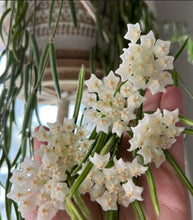 Load image into Gallery viewer, Hoya Linearis