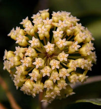 Load image into Gallery viewer, Hoya Golden Eye